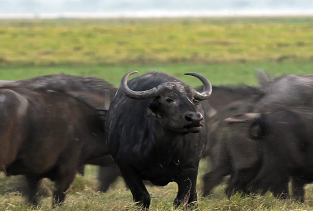 Abate de búfalos em Rondônia é suspenso pela Justiça Federal