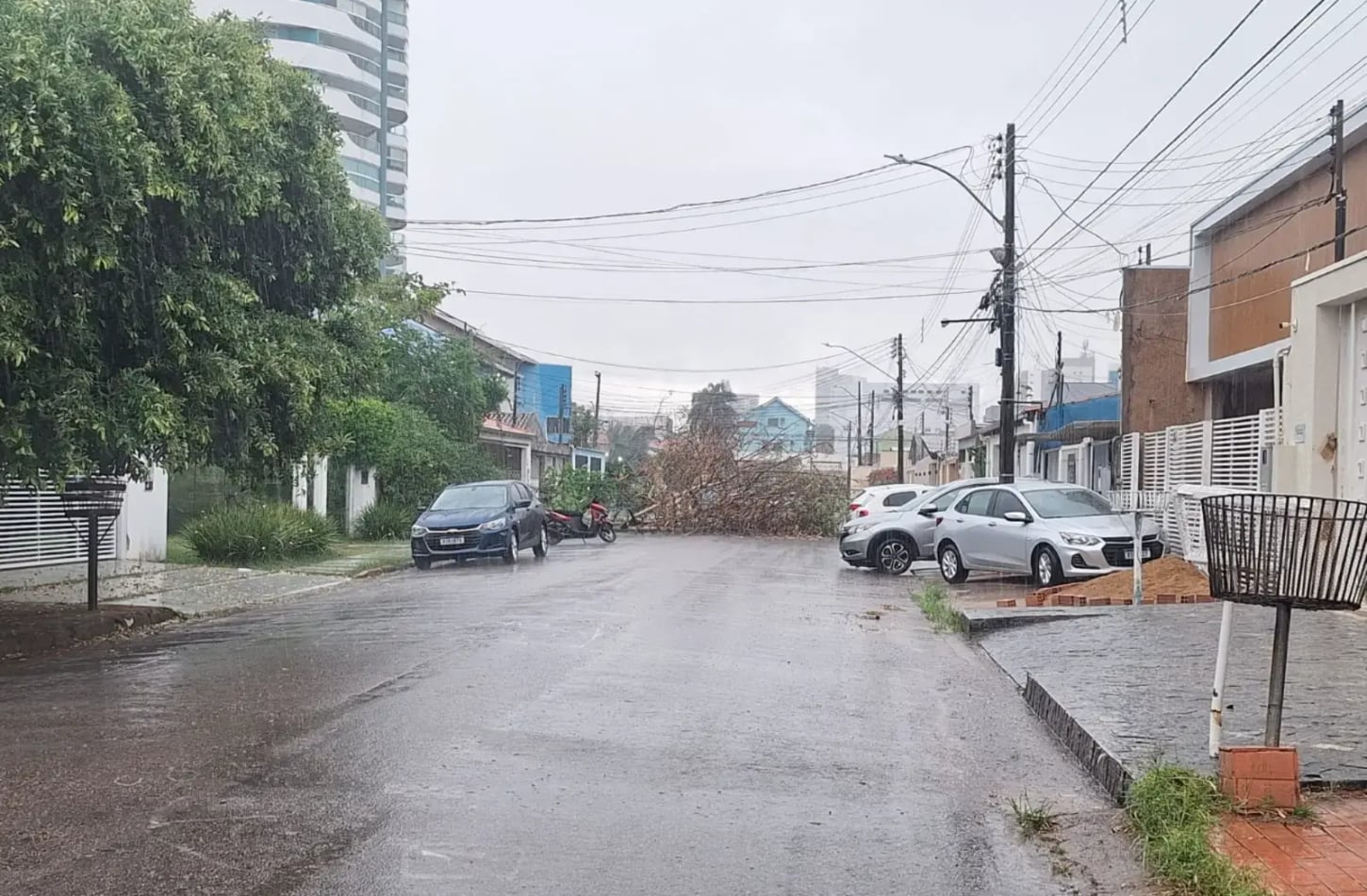 Com a chegada do período chuvoso, aumenta o alerta sobre queda de árvores em Porto Velho