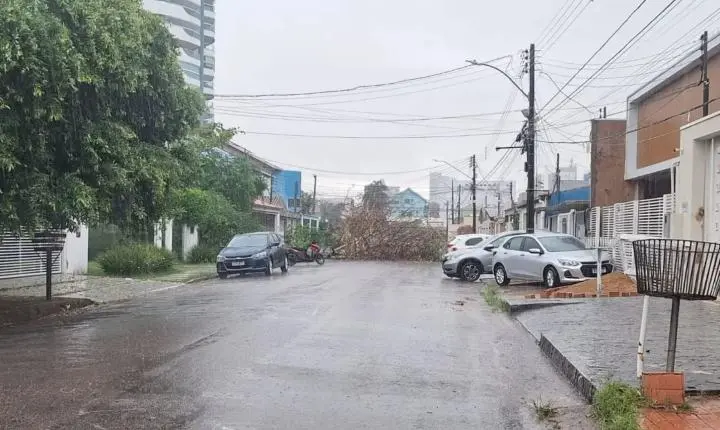 Com a chegada do período chuvoso, aumenta o alerta sobre queda de árvores em Porto Velho