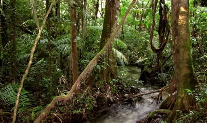 Justiça Militar mantém prisão de colombiano após confrontos com Exército na fronteira amazônica